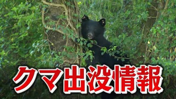 速報】石川県小松市でクマに襲われ80代男性が大けが | 石川テレビ